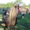 horse is going to dive