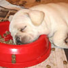 cute doggy fell asleep during eating