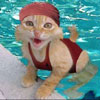 cat enjoys the water in the pool