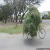 A heap of hay enjoying sunny day bicicle ride very funny pic