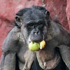 chimpanzee carries as many apples as he can