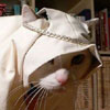 cat dressed in funny arabian costume