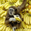 happy gibbon eating on the banana mountain