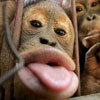 funny picture of monkey with tongue lolling out