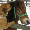 doggy whispers some farm gossip to horse