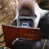 Gorilla is reading special monkey edition