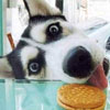 Husky was caught while stealing sweets