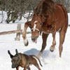 horse is envious of dogs big ears