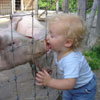 boy licks smelly and dirty pigs nose