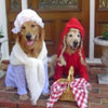 dogs wear fairytalish costumes
