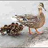 duck mother lost her duckling