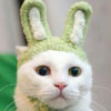 white cat with rabbit's ears