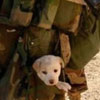 soldier has a doggy in his pocket