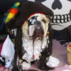 bulldog with pirate costume