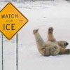 bear just figured it out