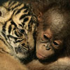 baby monkey cuddles tiger cub