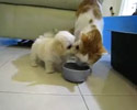 Puppy vs Cat