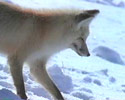 Hunting Fox