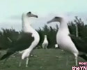 video compilation of dancing animals
