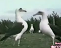 Everybody Wanna Dance