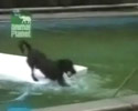 Smart Dog in Pool