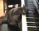 cute kitty playing on the piano