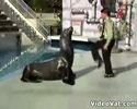 cute video of animal dance