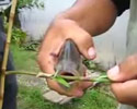 Using a piranha as a pair of scissors