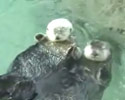 Otters Holding Hands