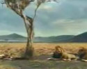 those lions know how to hunt
