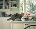 Cat Ate It