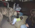 huge dog plays with small kid