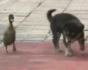 watch animal friends in cute video clip
