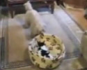 puppy plays with kitty in this sweet video