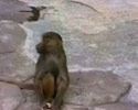 monkey looks into the mirror and gets scared