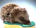funny video commercial with hedgehog