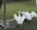 Damn Birds