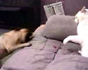 Dog Versus Cat