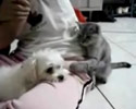 cute little pussy teases a puppy