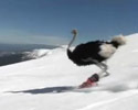 Skiing Ostrich