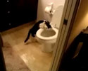 this cute kitten loves toilet flushing