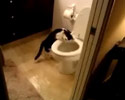 Curious Cat