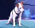 Doggy Can Count