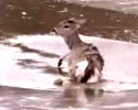 Deer Arested in Ice