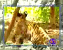 cheeky monkey teasing a pair of tiger cubs