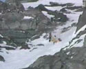 Snowboard Fall