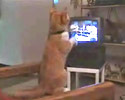 a cat challenges one of the boxers for match