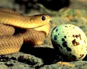 Snake Eating Egg