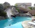 Dog Having Fun