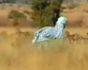 Zebra Hunt